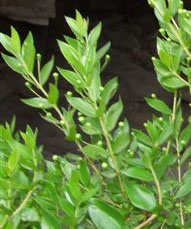 Hadas (myrtle)